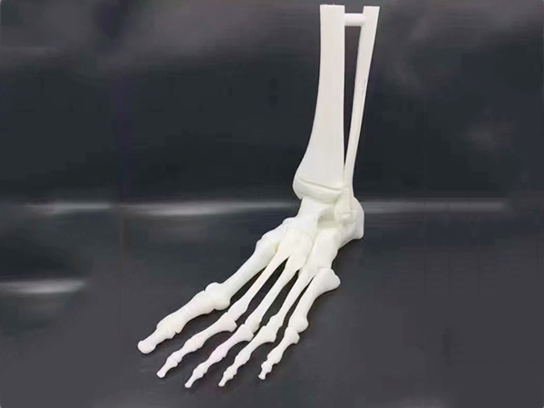 6295#人体骨络白...